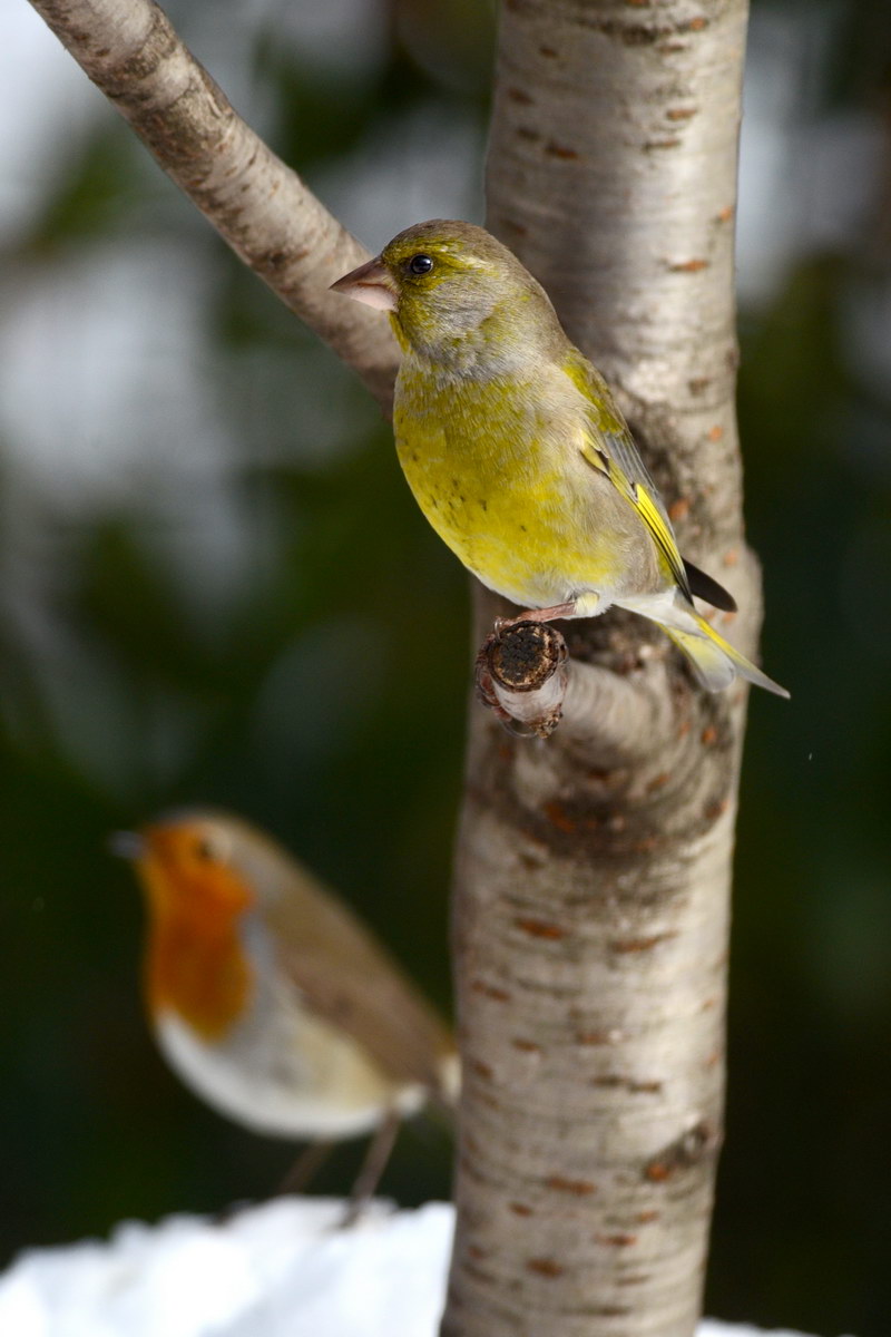 Avifauna humor
