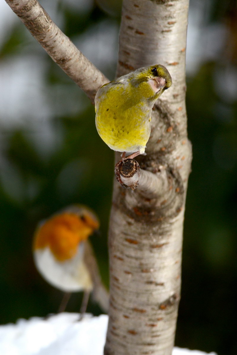 Avifauna humor