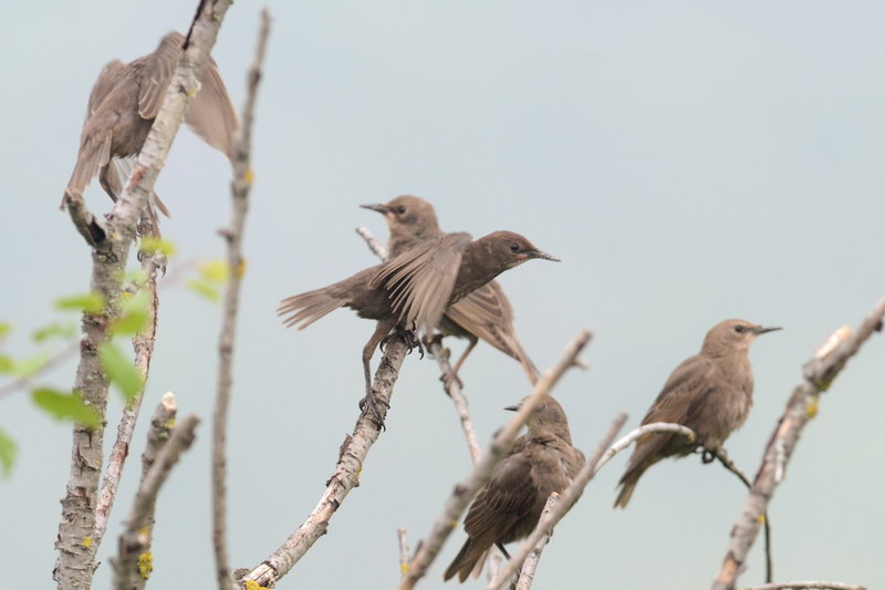 Avifauna humor