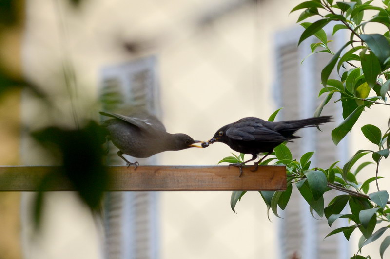 Avifauna humor