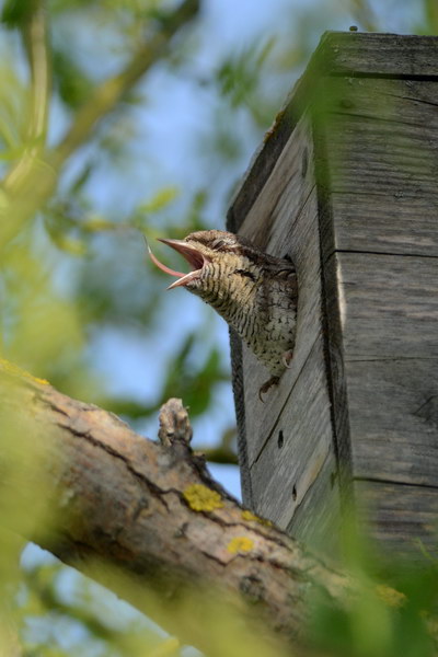 Avifauna humor