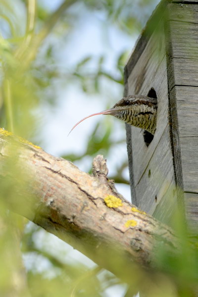 Avifauna humor