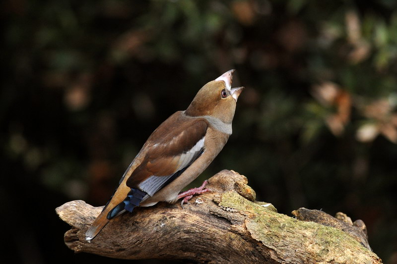 Avifauna humor