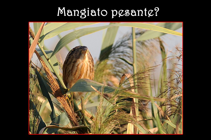 Avifauna humor