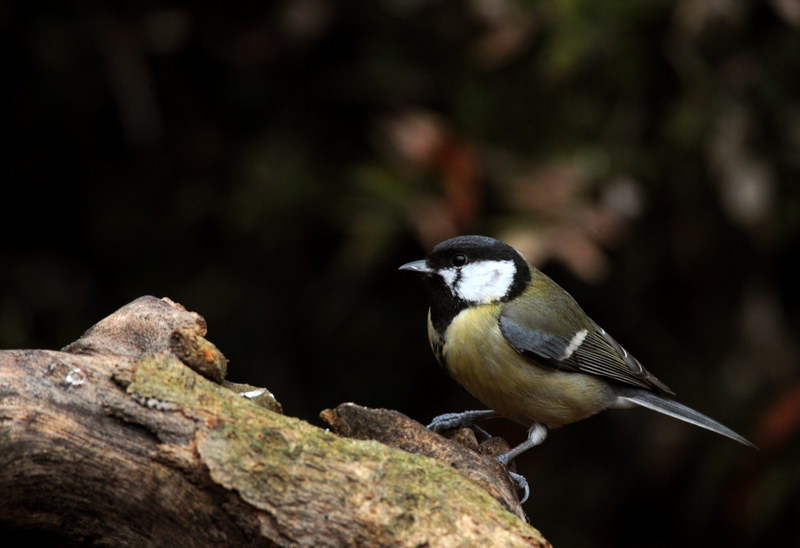 Avifauna humor