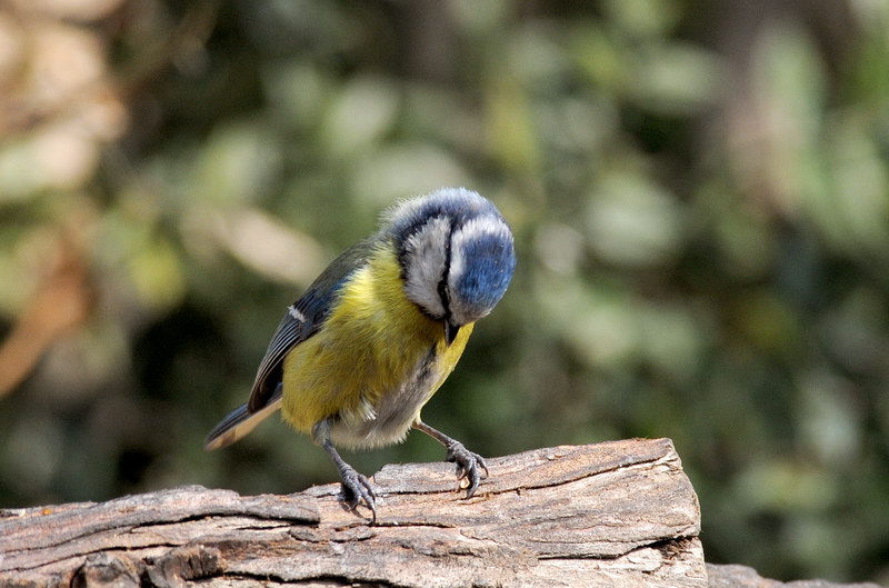 Avifauna humor