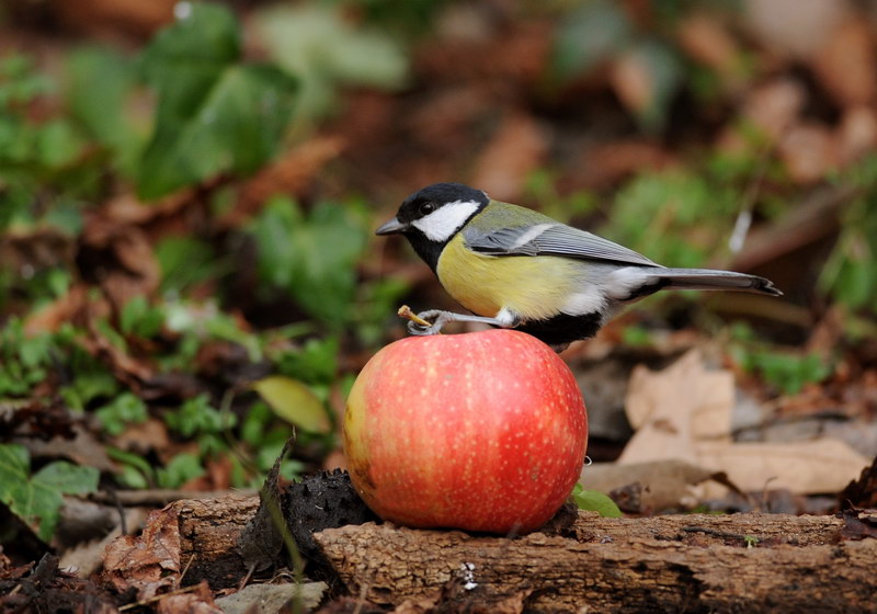 Avifauna humor