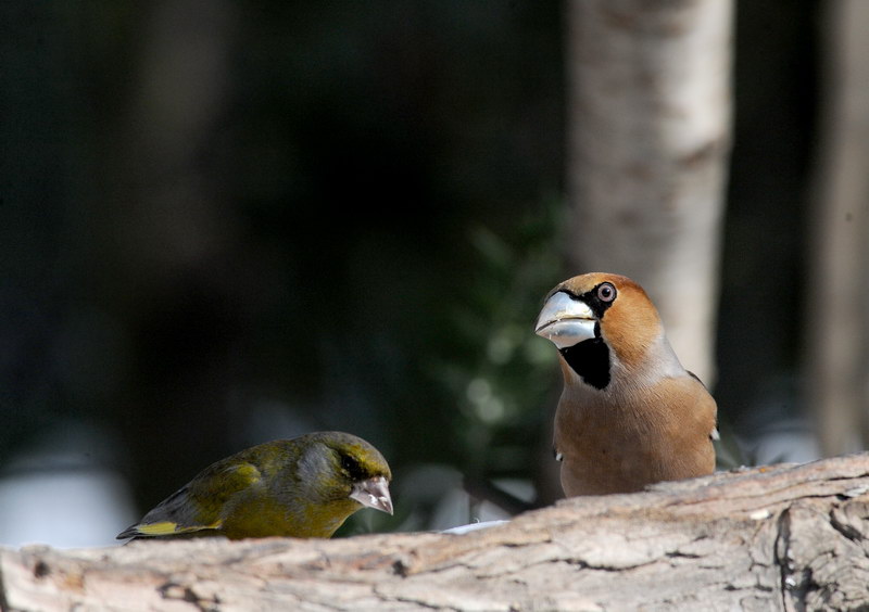 Avifauna humor