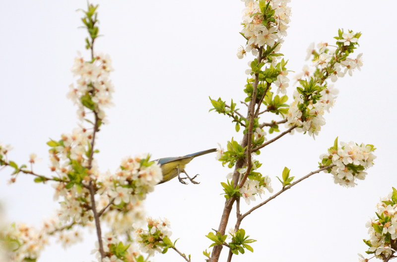Avifauna humor