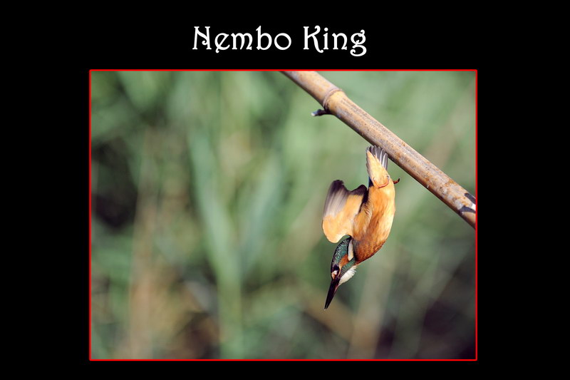 Avifauna humor
