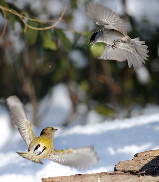 Avifauna humor