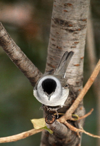 Avifauna humor