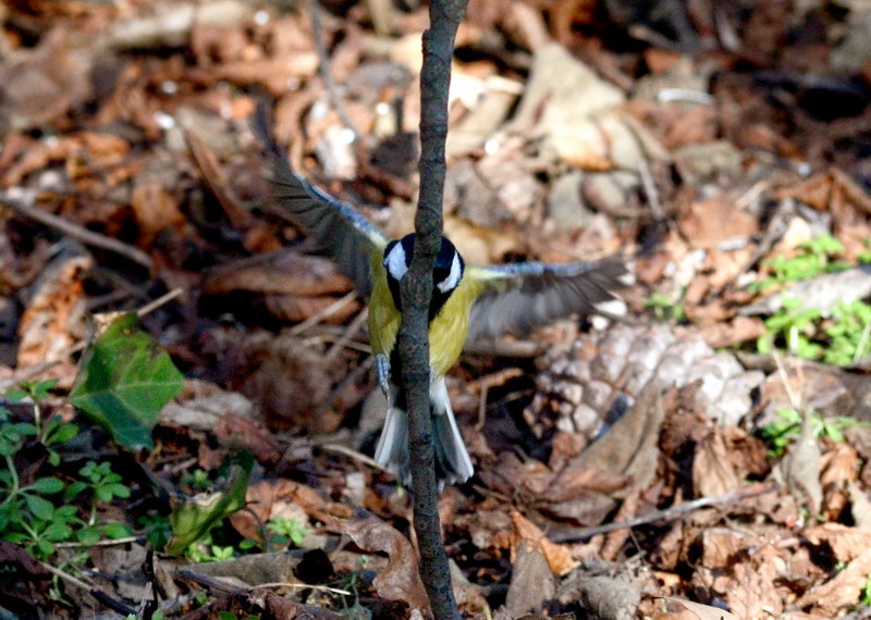 Avifauna humor