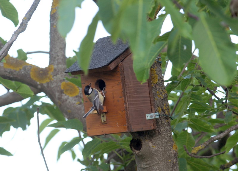 Avifauna humor