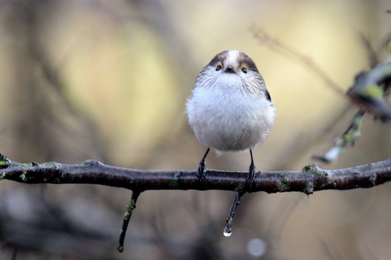 Avifauna humor