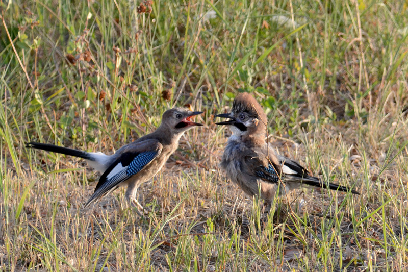 Avifauna humor