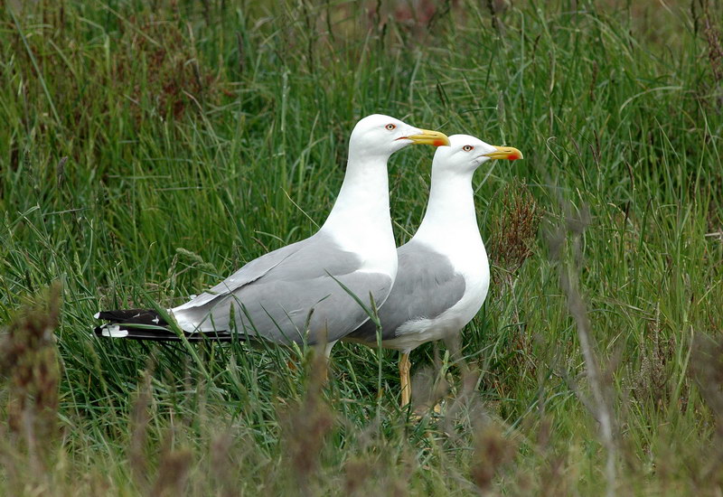 Avifauna humor