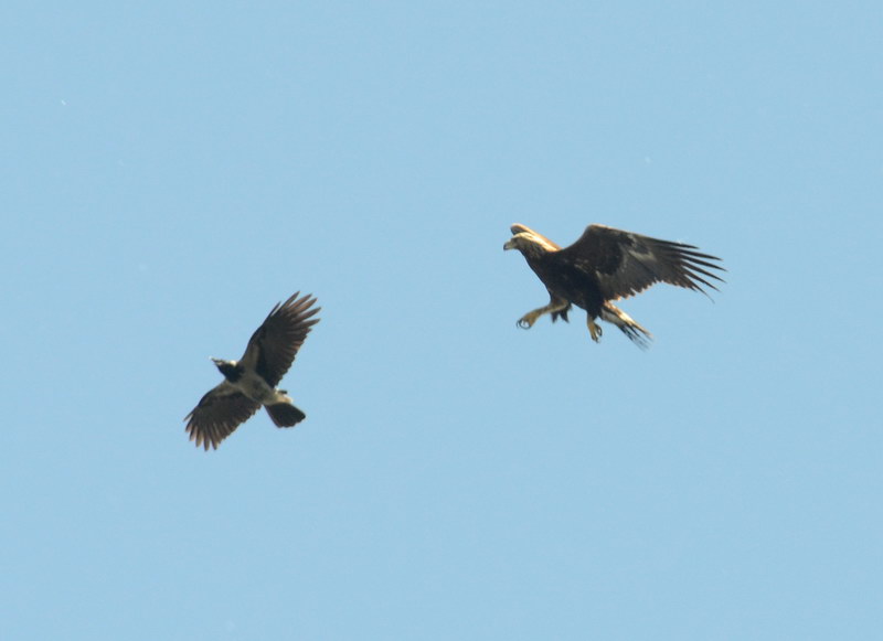 Avifauna humor