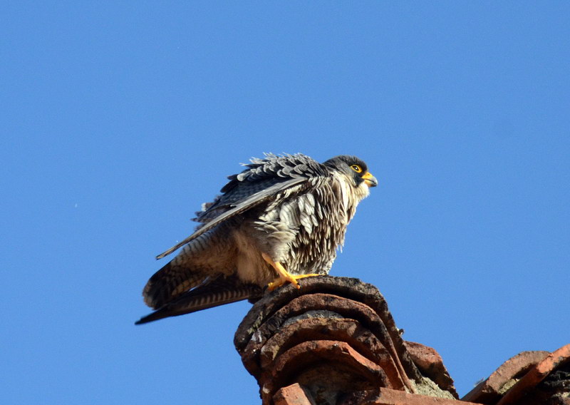 Uccelli arruffati