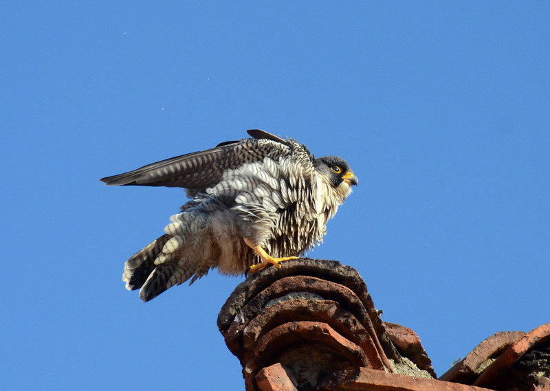 Uccelli arruffati