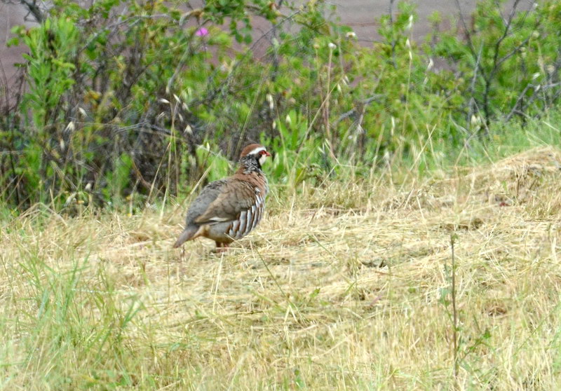 Uccelli arruffati