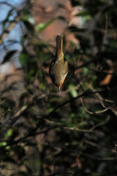 Avifauna humor