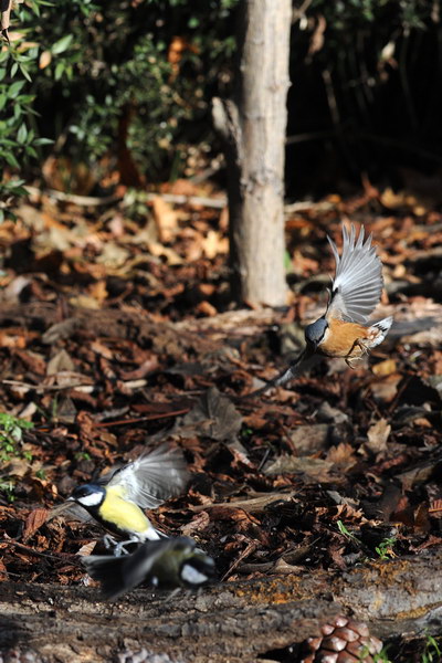 Avifauna humor