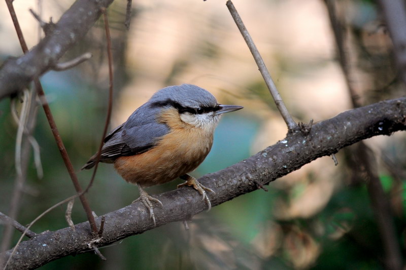 Uccelli arruffati