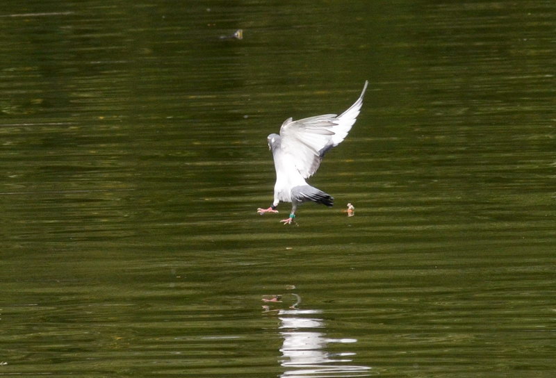 Avifauna humor