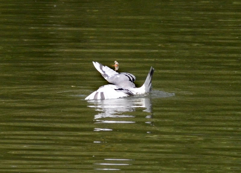 Avifauna humor