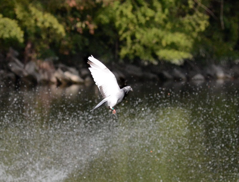 Avifauna humor