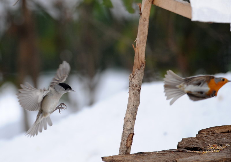Avifauna humor