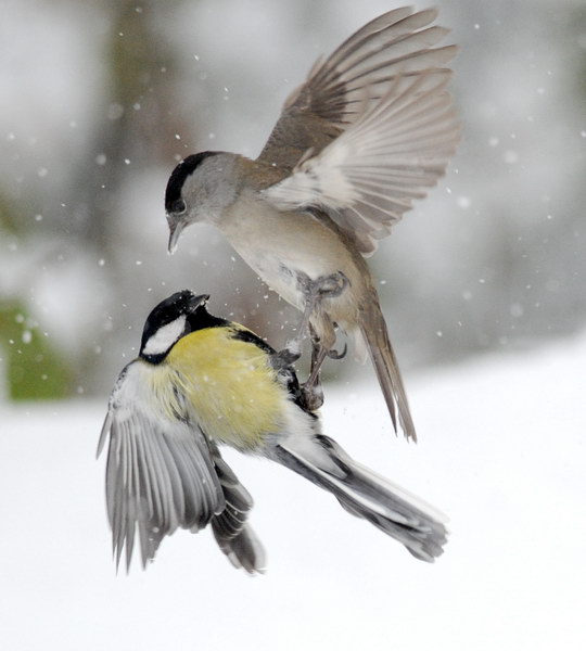 Avifauna humor