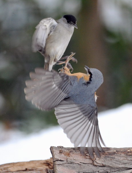 Avifauna humor