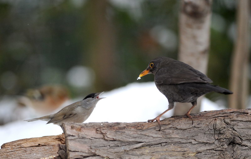 Avifauna humor