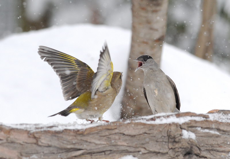 Avifauna humor