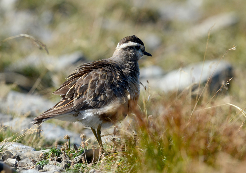 Uccelli arruffati