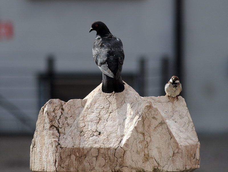 Avifauna humor