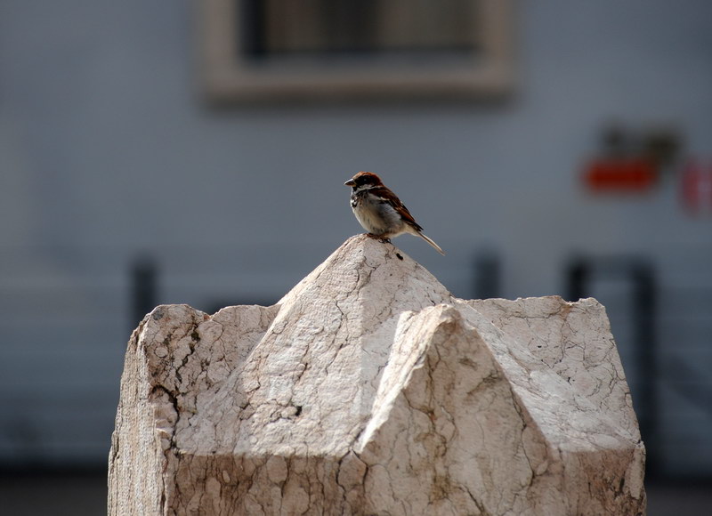 Avifauna humor