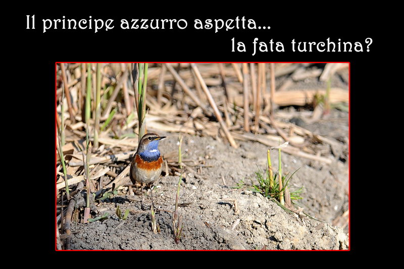 Avifauna humor