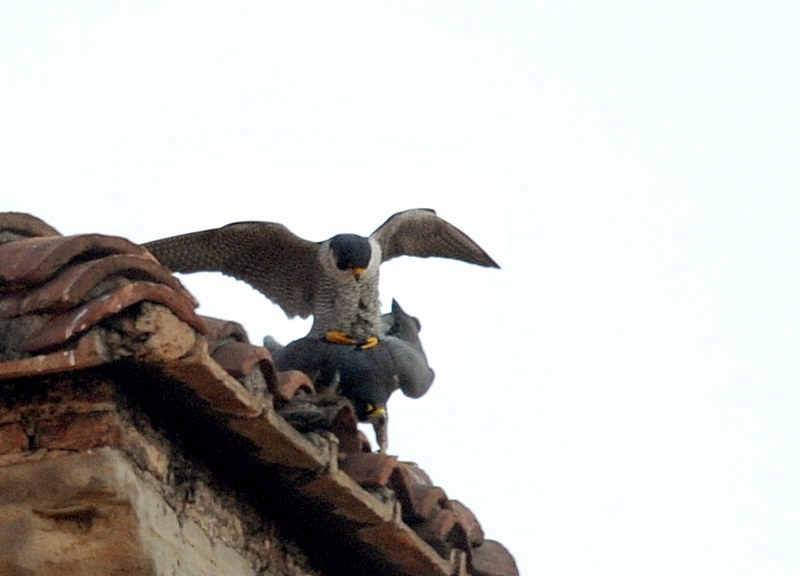 Avifauna humor