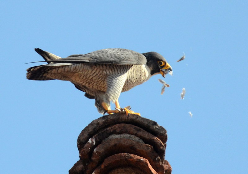 Avifauna humor