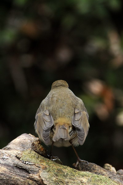 Avifauna humor