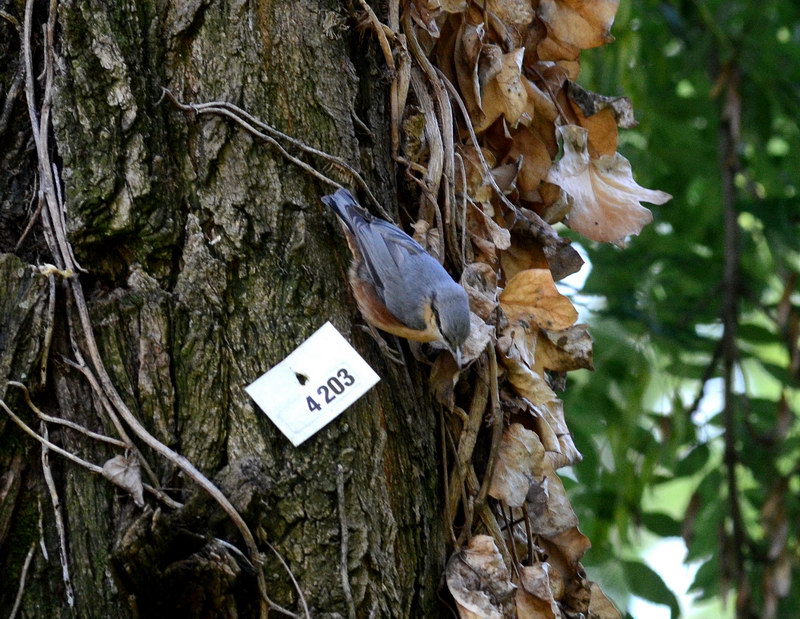 Avifauna humor