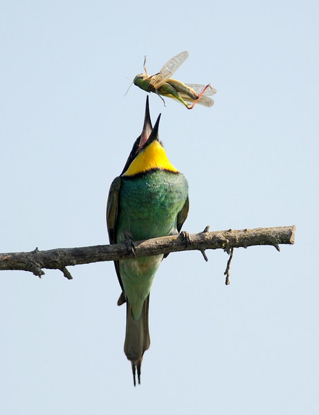 Avifauna humor