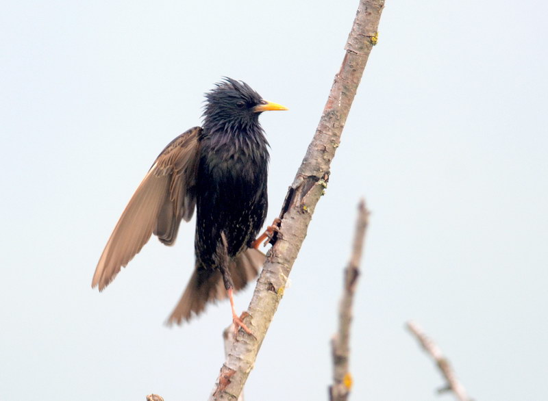 Avifauna humor