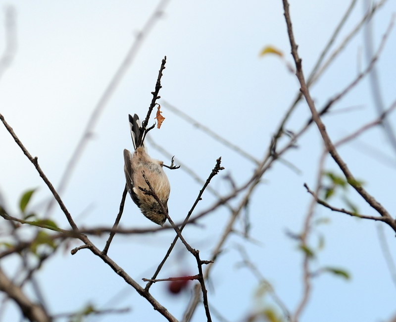 Avifauna humor