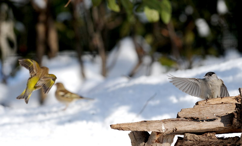 Avifauna humor