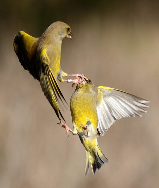 Avifauna humor