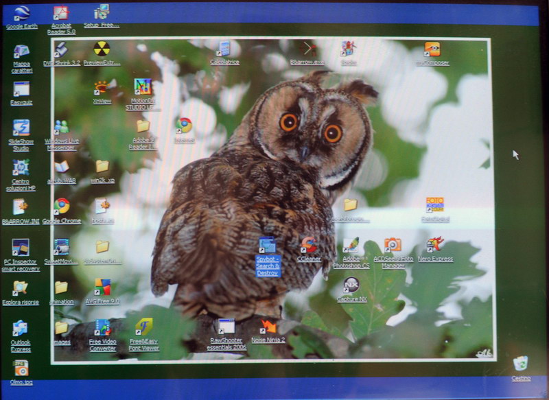 Avifauna humor